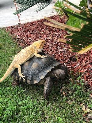 Drago and Rocky